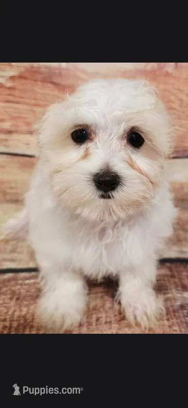 Daryl – Maltese puppy for sale in Kendall, WI