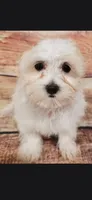 Daryl, a male Maltese for sale in Kendall, WI – 1 of 1