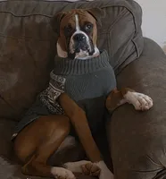 MALE #3, a male Boxer for sale in Kendall, WI – 3 of 3