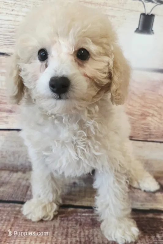Harley – Poodle - Toy  puppy for sale in Kendall, WI