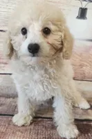Harley, a male Poodle - Toy  for sale in Kendall, WI – 1 of 1