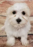Daytona2, a male Maltese for sale in Kendall, WI – 2 of 2