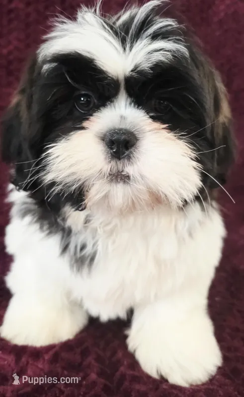 Peanut – Shih Tzu puppy for sale in Kendall, WI