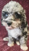 Georgia, a female Poodle - Toy  for sale in Kendall, WI – 1 of 1