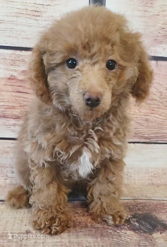 molly – Poodle - Toy  puppy for sale in Kendall, WI