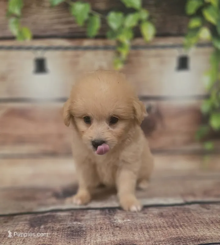 Harley – American Eskimo, Poodle - Toy  puppy for sale in Kendall, WI