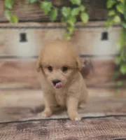 Harley, a male American Eskimo and Poodle - Toy  for sale in Kendall, WI – 1 of 1