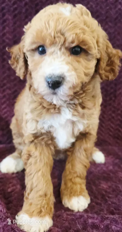 Daisy – Goldendoodle puppy for sale in Kendall, WI
