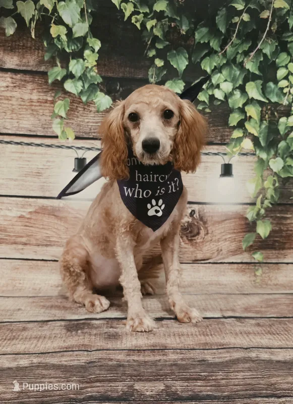 Bella – Goldendoodle puppy for sale in Kendall, WI