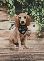 Bella, a female Goldendoodle for sale in Kendall, WI – 1 of 1
