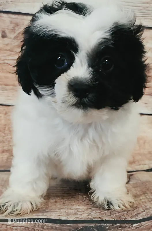 Bluey – Shihpoo puppy for sale in Kendall, WI
