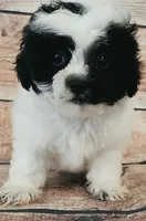 Bluey, a male Shihpoo for sale in Kendall, WI – 1 of 1