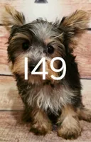 1aw, a female Yorkshire Terrier for sale in Kendall, WI – 1 of 1