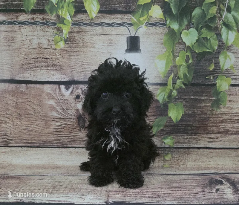 Georgia – Cockapoo puppy for sale in Kendall, WI