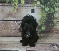Georgia, a female Cockapoo for sale in Kendall, WI – 1 of 1