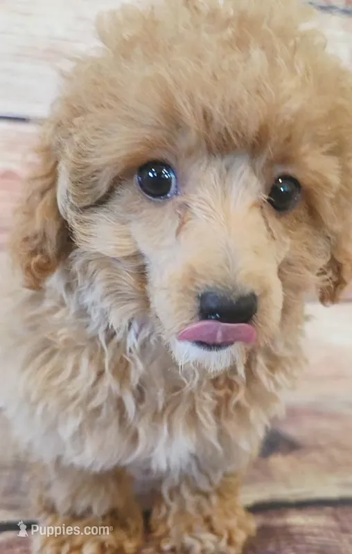 Bella – Poodle - Toy  puppy for sale in Kendall, WI