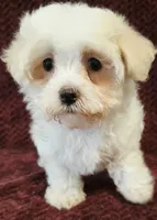 Mellow, a male Maltese for sale in Kendall, WI – 1 of 1
