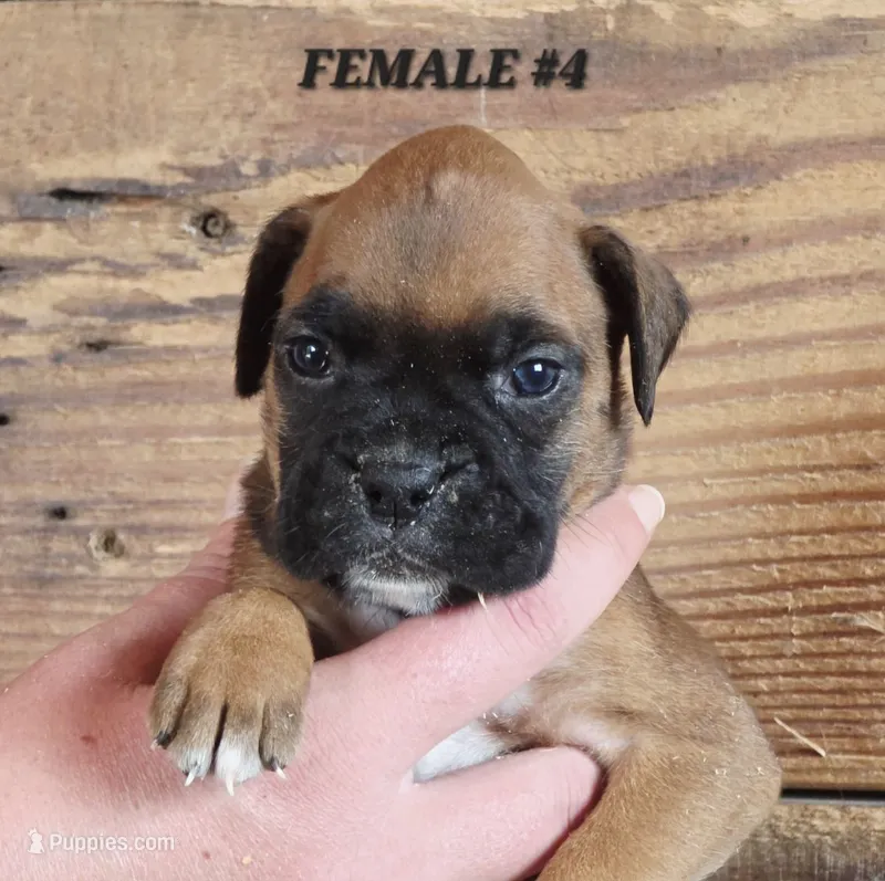 FEMALE #4 – Boxer puppy for sale in Kendall, WI