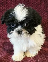 Howie, a male Shihpoo for sale in Kendall, WI – 1 of 1