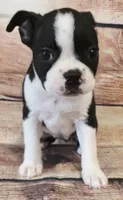 Stella, a female Boston Terrier for sale in Kendall, WI – 1 of 1