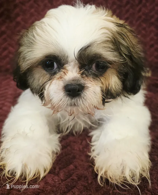 Otis – Shih Tzu puppy for sale in Kendall, WI