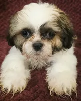 Otis, a male Shih Tzu for sale in Kendall, WI – 1 of 1
