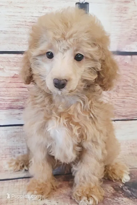 Blake – Poodle - Toy  puppy for sale in Kendall, WI