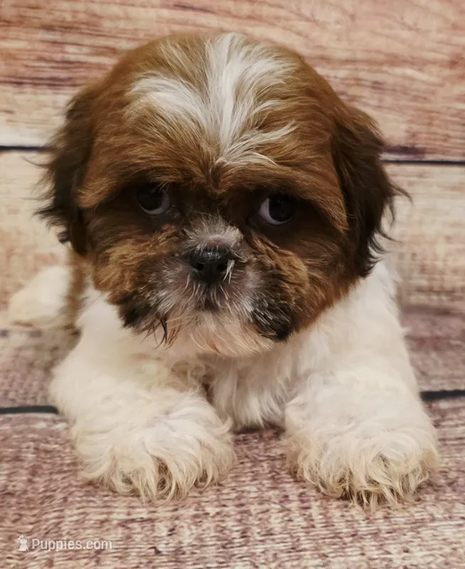 Lucy – Shih Tzu puppy for sale in Kendall, WI