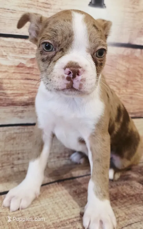 Cash – Boston Terrier puppy for sale in Kendall, WI