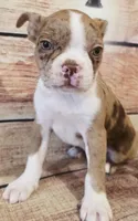 Cash, a male Boston Terrier for sale in Kendall, WI – 1 of 1