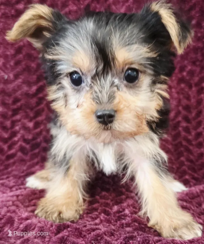 Baby – Yorkshire Terrier puppy on hold in Kendall, WI