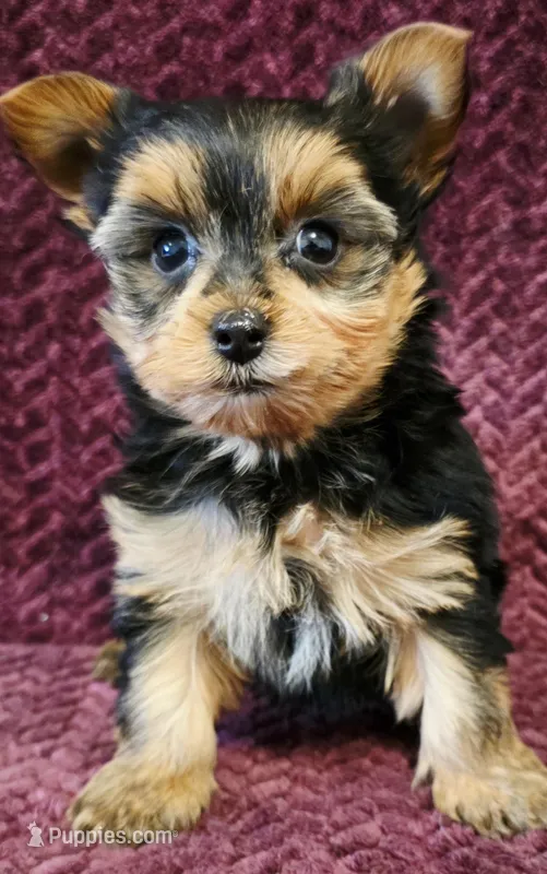 Cash – Yorkshire Terrier puppy on hold in Kendall, WI