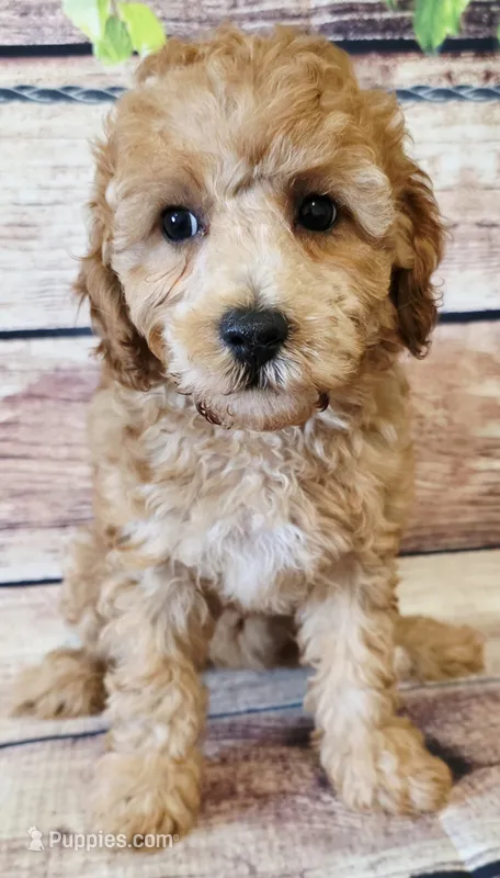 Blane – Poodle - Toy  puppy for sale in Kendall, WI