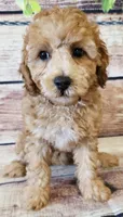 Blane, a male Poodle - Toy  for sale in Kendall, WI – 1 of 1