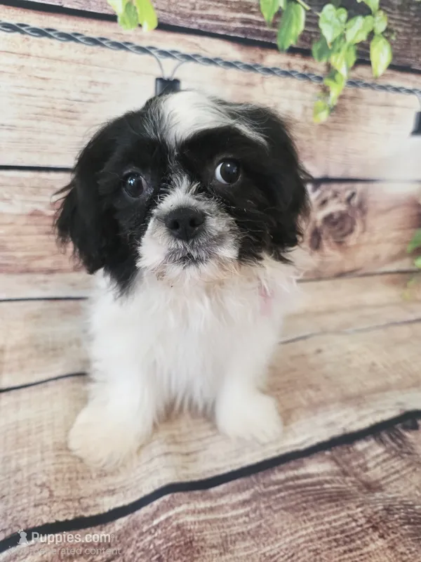 Howie – Shihpoo puppy for sale in Kendall, WI