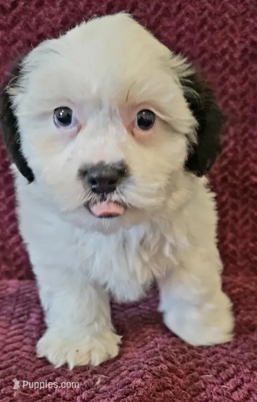 Milo – Shichon puppy for sale in Kendall, WI