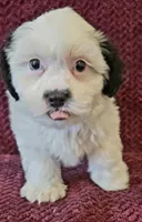 Milo, a male Shichon for sale in Kendall, WI – 1 of 1