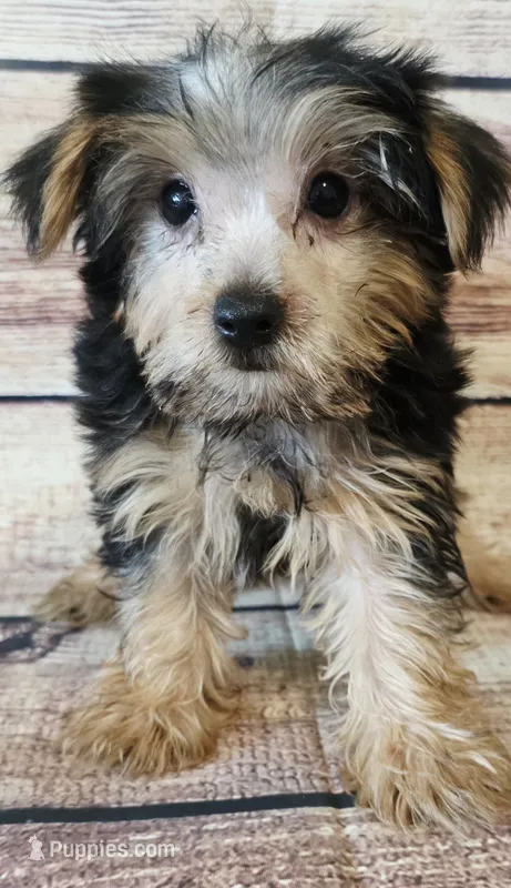 Cash – Yorkshire Terrier puppy for sale in Kendall, WI