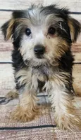 Cash, a male Yorkshire Terrier for sale in Kendall, WI – 1 of 1