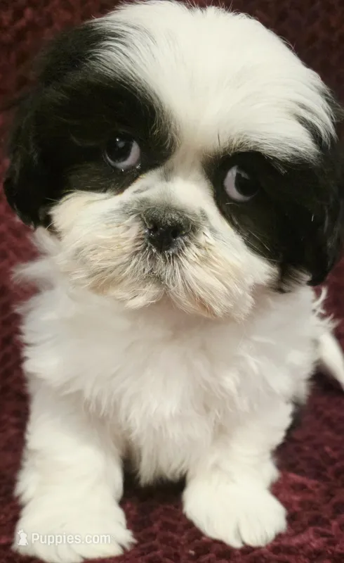 Panda – Maltese, Shih Tzu puppy for sale in Kendall, WI