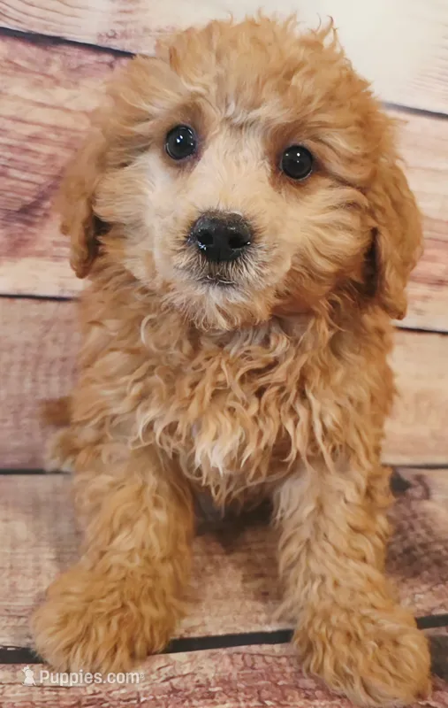 Timmy – Shihpoo puppy for sale in Kendall, WI