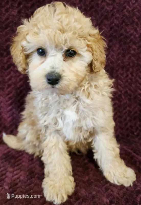 Marvel  – Goldendoodle puppy on hold in Kendall, WI