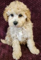 Marvel , a male Goldendoodle for sale in Kendall, WI – 1 of 1