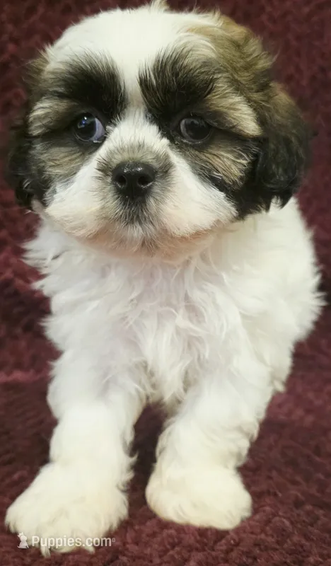 Elvis – Shih Tzu puppy for sale in Kendall, WI