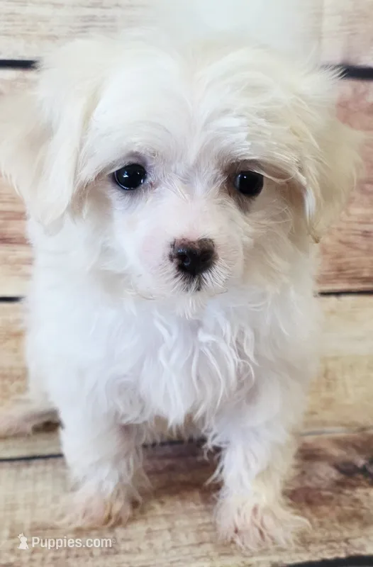 Dakota – Maltese puppy for sale in Kendall, WI
