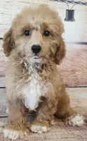 Cody, a male Poodle - Toy  for sale in Kendall, WI – 1 of 1