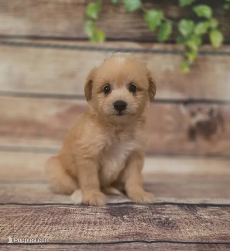 Cash – American Eskimo, Poodle - Toy  puppy for sale in Kendall, WI