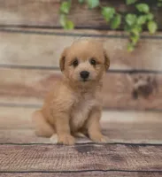 Cash, a male American Eskimo and Poodle - Toy  for sale in Kendall, WI – 1 of 1