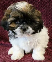 Tweetie, a female Shih Tzu for sale in Kendall, WI – 1 of 1