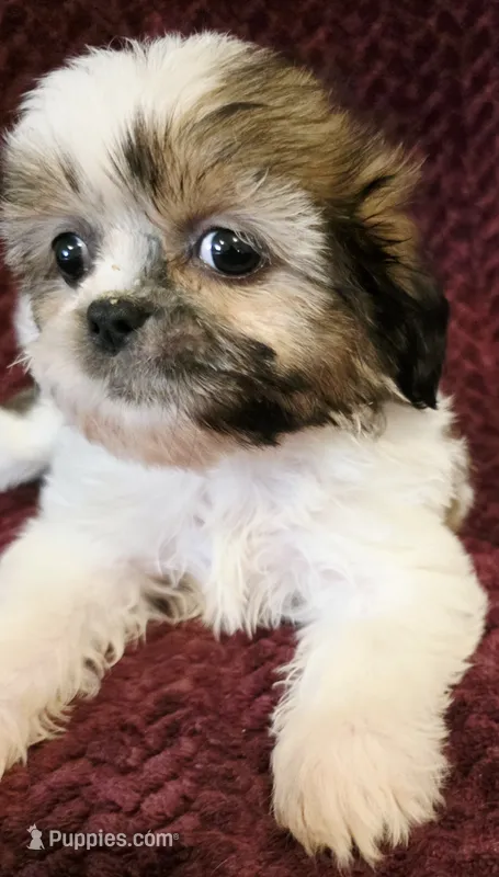 Kiss – Shih Tzu puppy for sale in Kendall, WI